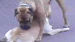 Gay Dog