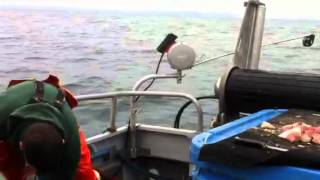 Jigging for cod