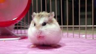 Roborovski Eating