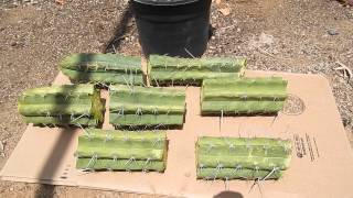 PERUVIAN TORCH CACTUS CUTTINGS TRICHOCEREUS PERUVIANUS PERU MESCALINE RELIGION SPIRIT SAN PEDRO
