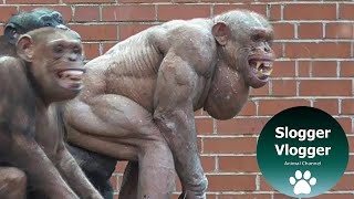 The 'Clash' Of The Hairless Chimps