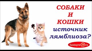 Домашние животные и лямблиоз