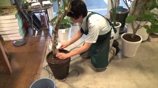 観葉植物や樹木の植え替え後に行う縄掛けの仕方