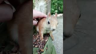 Как не погладить Толстую / How not to stroke Tolstaya