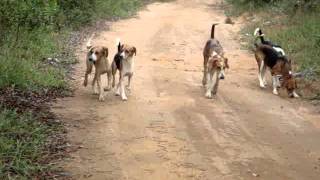 Tropa reunida - Fox Hound Americano