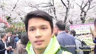 sakura di ueno koen japan