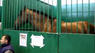 (2) Лошади в конюшне на ЭКВИРОС 2012 (720р HD!)