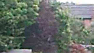 FACE IN TREE