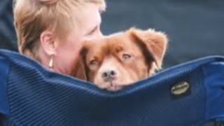 Woman refuses to give up on senior dog despite being told otherwise