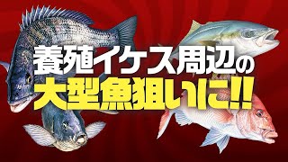養殖イケス周辺の大型魚狙いに!!「激重ペレット」「大物にこれだ!!」