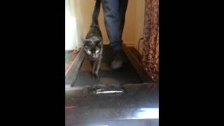 Sally Cat taking her Dad for a walk