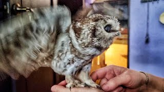 Проверяем ножки совы Чучундрия и вылупляем нового дракона