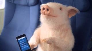 Geico Piggy on Airplane commercial