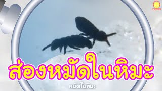 ส่องหมัดในหิมะ ผนังเซลล์ ฟองอากาศ | ส่องกล้องจุลทรรศน์สนุกๆ