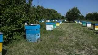КОЧЁВКА . БЫТ И ОТДЫХ ПЧЕЛОВОДОВ KOCHЁVKA. LIFE AND RECREATION beekeepers