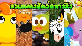 #เพลงเป็ด จับปูดำ เต่า ช้าง วัว / รวมเพลงสัตว์ฉากจริง