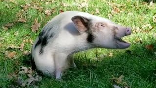 Woman drives 28 hours to save piglet with deformed legs