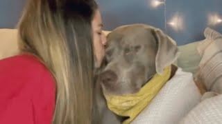 Woman's dog went blind. Her response was perfect.