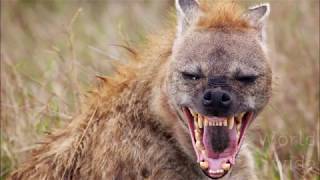 하이에나의 소름돋는 사냥능력!!ㅣ SUPER KILLER, HYENA!!ㅣHYENAS HUNTINGㅣHYENA ATTACK