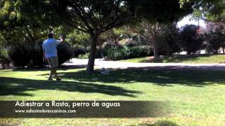 adiestrar perro de aguas en San Juan, Alicante