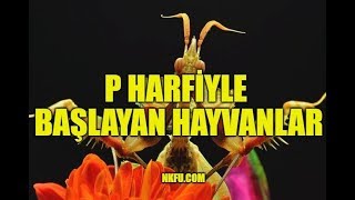 P Harfi İle Başlayan Hayvanlar İsimleri