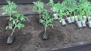Подробный обзор огорода, погоды и всего остального 17 апреля. 
