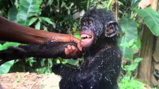 An introduction to the bonobos at Lola ya Bonobo in French