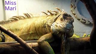 ЗООПАРК# ОКЕАНАРИУМ в Ростове на Дону #Zoo# Aquarium #Elephants# Giraffes# Videos for kids