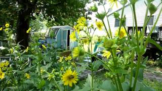 Cup Plant, Silphium perfoliatum