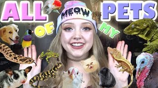 ALL OF MY PETS! 50+!