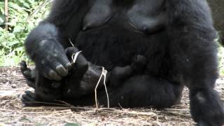 #04 Baby Gorilla.Momoka.3 months after birth.ゴリラの赤ちゃん。モモカ、生後三ヶ月。