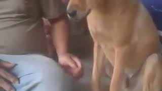 Binatang anjing sange