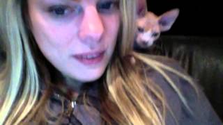 Sphynx Kitten: Shoulder Riding Calvin Hairless