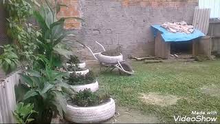 Meu #jardim depois de uma limpeza e organização geral.