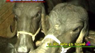 dt 22 10 13 bvn jivdaya prami ne safalta   13 bhes bharel trak jadpayo
