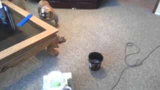 Bronco and Buster.  Bronco hates the vacum!!