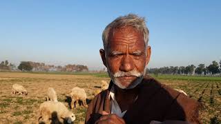 Sheep farming //how to start sheep Farming//goat Farming in Pakistan////Al-Noor  goat and dairy Farm
