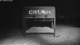 2019/02/17 - 598  Owl Grabs Mouse on the Crush Cam