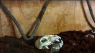 Reptile housing