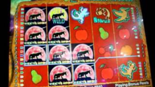 Coyote Moon Slot Machine Bonus
