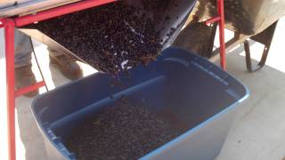 Missouri Grape Harvest and Processing 2011