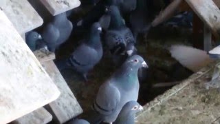 Porumbei voiajori 2016
