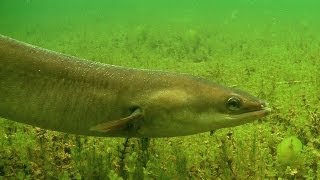Large eels feeding underwater (perch & pike watching). Подводная видео охота на угря.