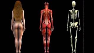 Woman Anatomy Turntable