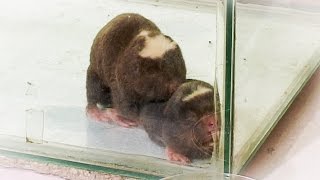 Moles Mating
