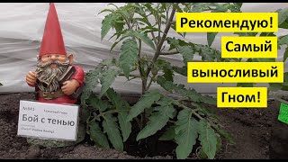 Томатный Гном "Бой с тенью" самый выносливый среди Гномов! Обзор рассады и спелых плодов.