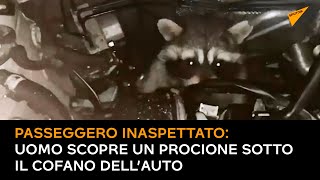 Passeggero inaspettato: uomo scopre un procione sotto il cofano dell’auto