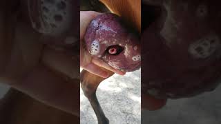 Recolección y análisis del semen ( germoplasma ) en Equinos, #TecnicaRodriguera Haras San Remo