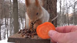Толстая и другие белки / Tolstaya and other squirrels