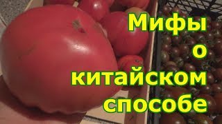 Мифы о китайском способе выращивания томатов